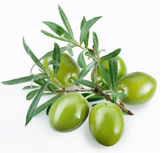 زیتون تلخ (۵۰گرم)